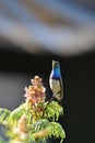 Sunbird enjoying some early morning nectar Royalty Free Stock Photo