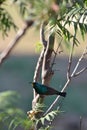 Sunbird enjoying some early morning nectar Royalty Free Stock Photo