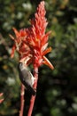 Sunbird feeding