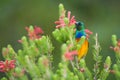 Sunbird feeding on Table Mountain South Africa Royalty Free Stock Photo