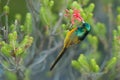 Sunbird feeding on Table Mountain South Africa Royalty Free Stock Photo