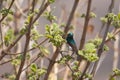 Sunbird feeding