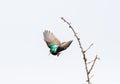 Sunbird flying from twig