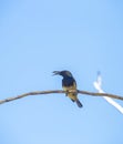 Sunbird with his food on the dry orchid branch over blurred blue sky Royalty Free Stock Photo