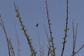 Sunbird known as  Cinnyris osea rests on the tree Royalty Free Stock Photo