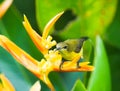 Sunbird Perched on Heliconia