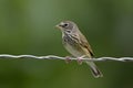 Sunbird perches on wire against natural backdrop