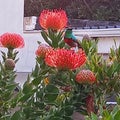 Sunbird on Pincushion