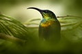 Sunbird portrait. Bronzy sunbird, Nectarinia kilimensis,bird in the green vegetation, Uganda. Africa sunbird sitting on the branch
