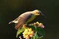 Sunbird sitting on a plant with flowers