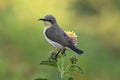 Sunbird sitting on a plant with flowers