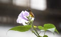 Sunbird on purple flower Royalty Free Stock Photo