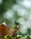 Sunbird, Uganda