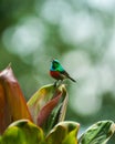 Sunbird, Uganda Royalty Free Stock Photo