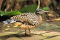 Sunbittern Royalty Free Stock Photo