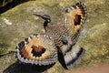 Sunbittern Bird Out Stretched Wings Royalty Free Stock Photo
