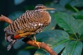Sunbittern Bird Royalty Free Stock Photo