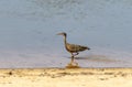 Sunbittern (Eurypyga helias) in Brazil Royalty Free Stock Photo