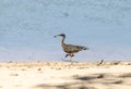 Sunbittern (Eurypyga helias) with butterfly in Brazil Royalty Free Stock Photo