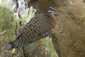 Sunbittern, Eurypyga helias, relaxing on log Royalty Free Stock Photo