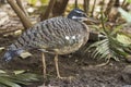 Sunbittern, Eurypyga helias, relaxing on shore Royalty Free Stock Photo