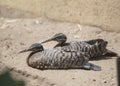 Sunbittern Eurypyga helias Royalty Free Stock Photo