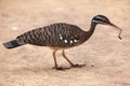 Sunbittern Eurypyga helias. Royalty Free Stock Photo