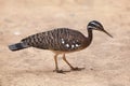 Sunbittern Eurypyga helias. Royalty Free Stock Photo