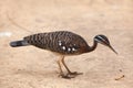 Sunbittern Eurypyga helias. Royalty Free Stock Photo