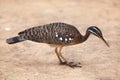 Sunbittern Eurypyga helias. Royalty Free Stock Photo