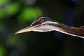 Sunbittern Royalty Free Stock Photo