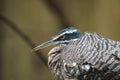 Sunbittern looking out at the world Royalty Free Stock Photo