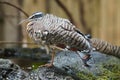 Sunbittern looking out at the world Royalty Free Stock Photo