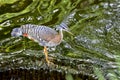 Sunbittern Standing In Water Royalty Free Stock Photo