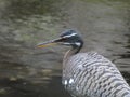 Sunbittern looking out at the world Royalty Free Stock Photo