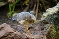 A Sunbittern walking on the ground in a zoo Royalty Free Stock Photo