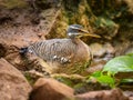 A Sunbittern walking on the ground in a zoo Royalty Free Stock Photo