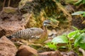 A Sunbittern walking on the ground in a zoo Royalty Free Stock Photo