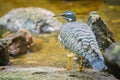 A Sunbittern walking on the ground in a zoo Royalty Free Stock Photo