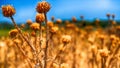 Sunburned thistles