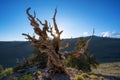Sunburst through ancient bristlecone pine tree