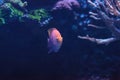 Sunburst anthias fish Serranocirrhitus latus Royalty Free Stock Photo