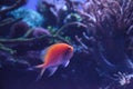 Sunburst anthias fish Serranocirrhitus latus Royalty Free Stock Photo