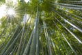 Sunburst through Arashiyama Bamboo Grove Japan Royalty Free Stock Photo