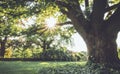 Sunburst beams through huge old tree in late spring at Ringwood State Park, NJ in vintage setting