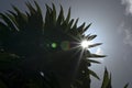 Sunburst behind leafy shrub, India. Royalty Free Stock Photo