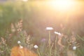 Sunburst with bright white flowers in a meadow