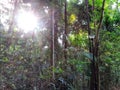 Sunburst in tropical rainforest