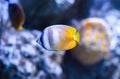 The sunburst butterflyfish (Chaetodon kleinii) known as black-lipped butterflyfish Royalty Free Stock Photo
