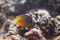 Sunburst Butterflyfish on Coral Reef Royalty Free Stock Photo